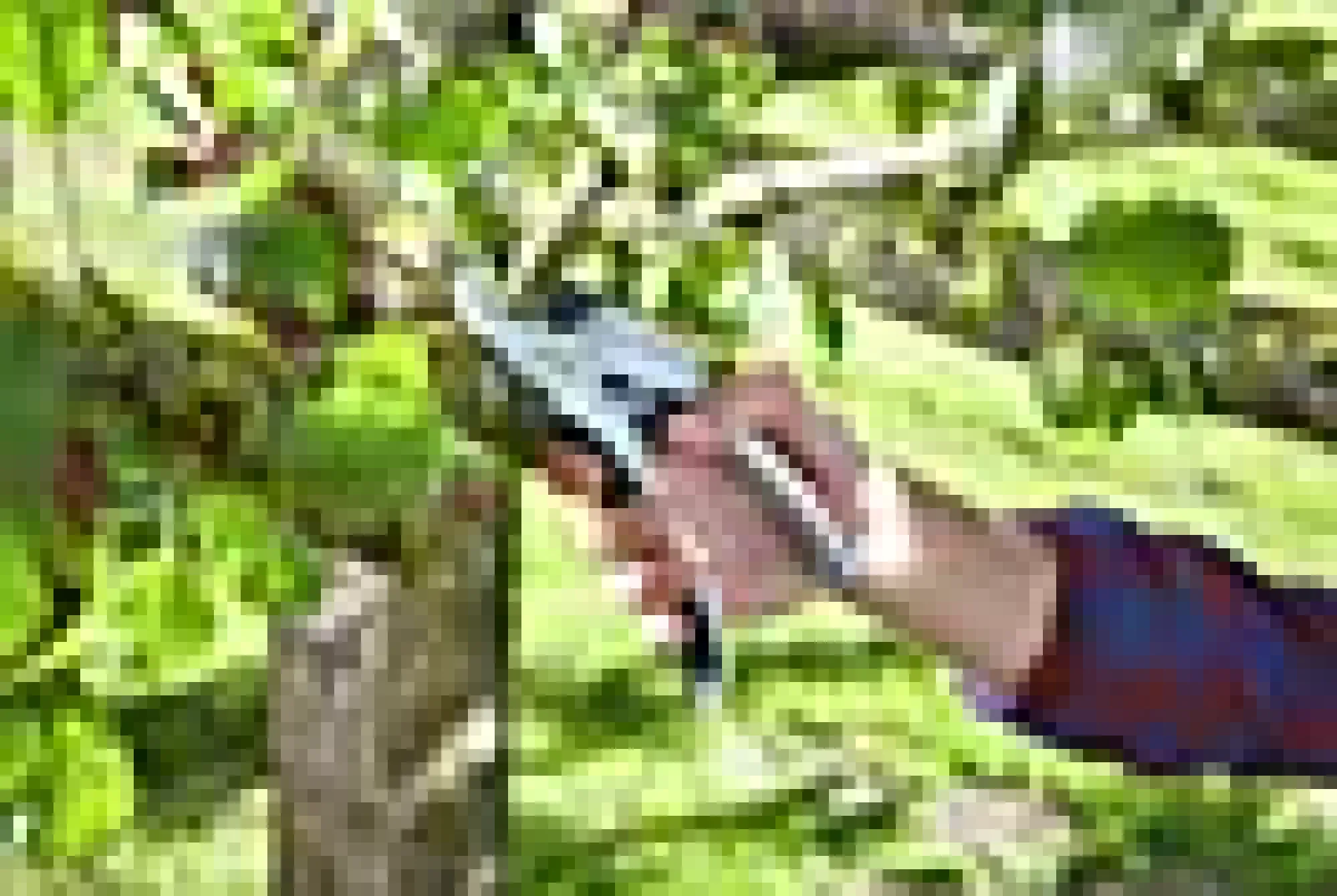 Beskjæringssaks Comfort Ratchet-Gardena New