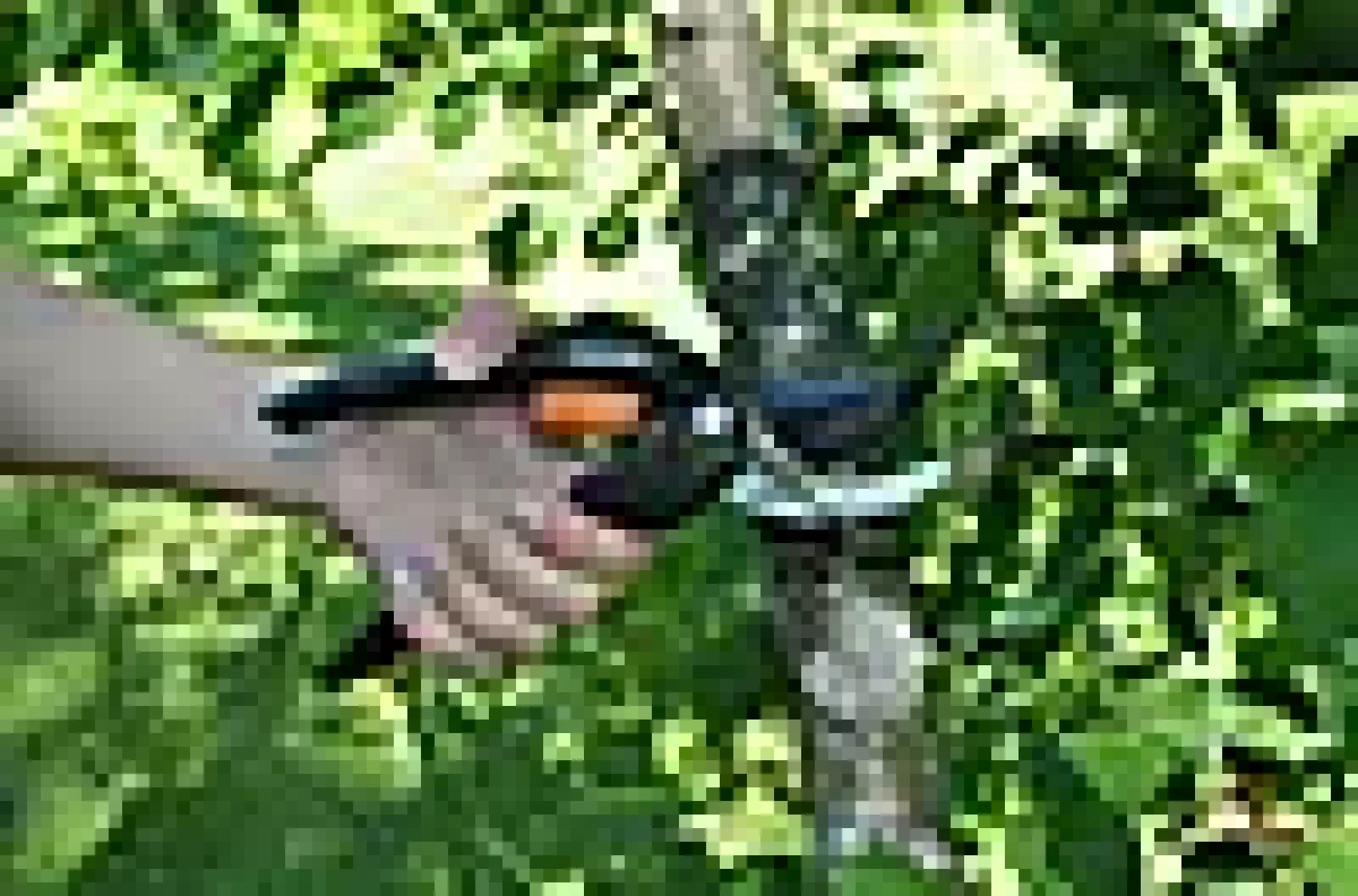 Beskjæringssaks sideskjær SS-Fiskars Outlet