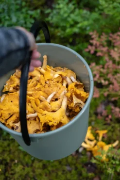 Bøtte 10l mosegrønn-Orthex Discount