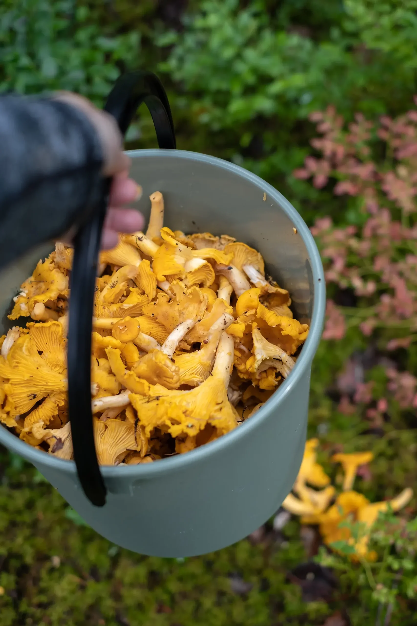 Bøtte 10l mosegrønn-Orthex Discount