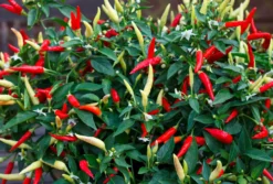Chili basket of fire-Auk New