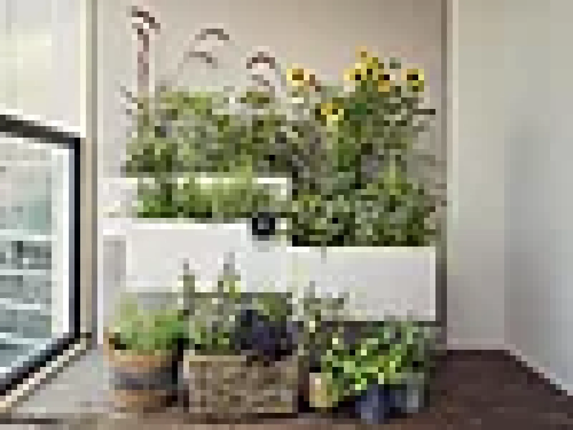 Ferie og balkongvanningssett Aquabloom-Gardena Hot