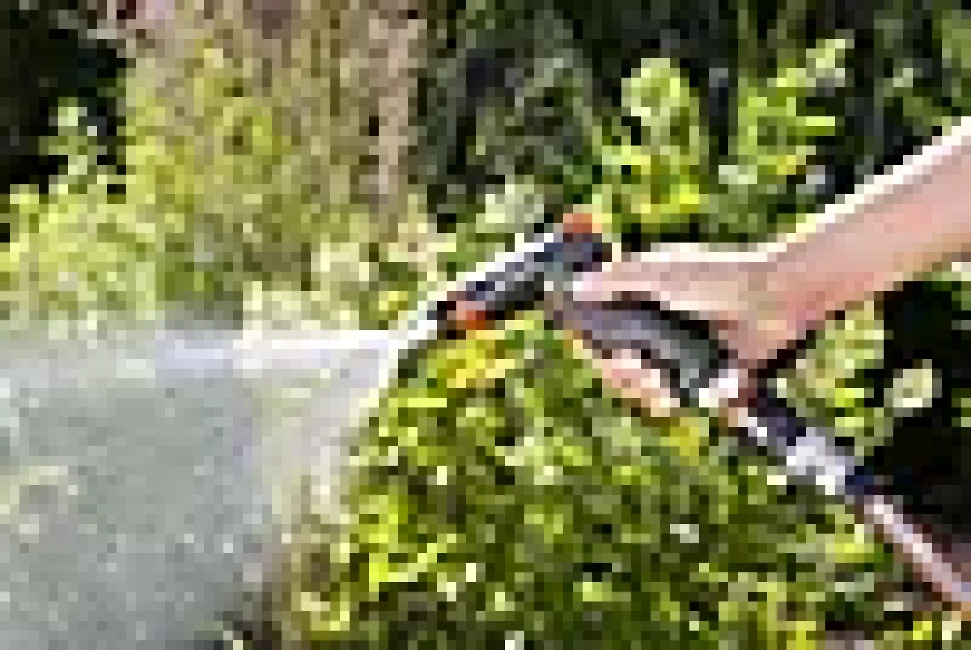 STRÅLEPISTOL,PREMIUM-Gardena Online