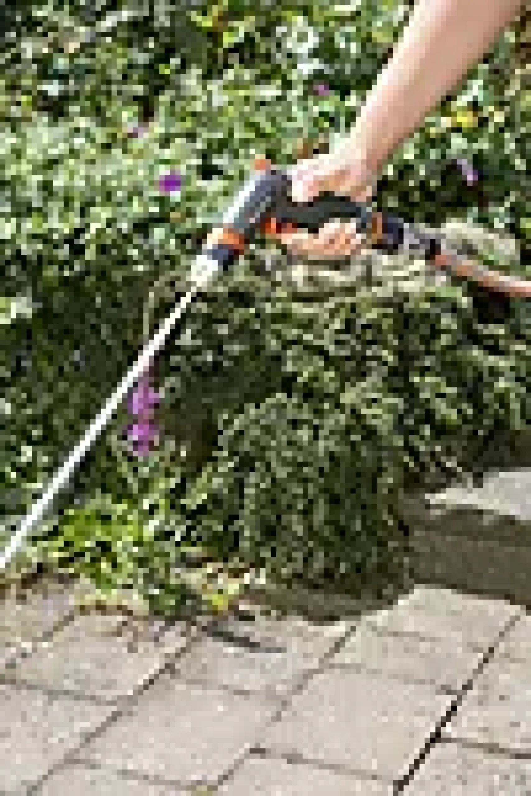 STRÅLEPISTOL,PREMIUM-Gardena Online
