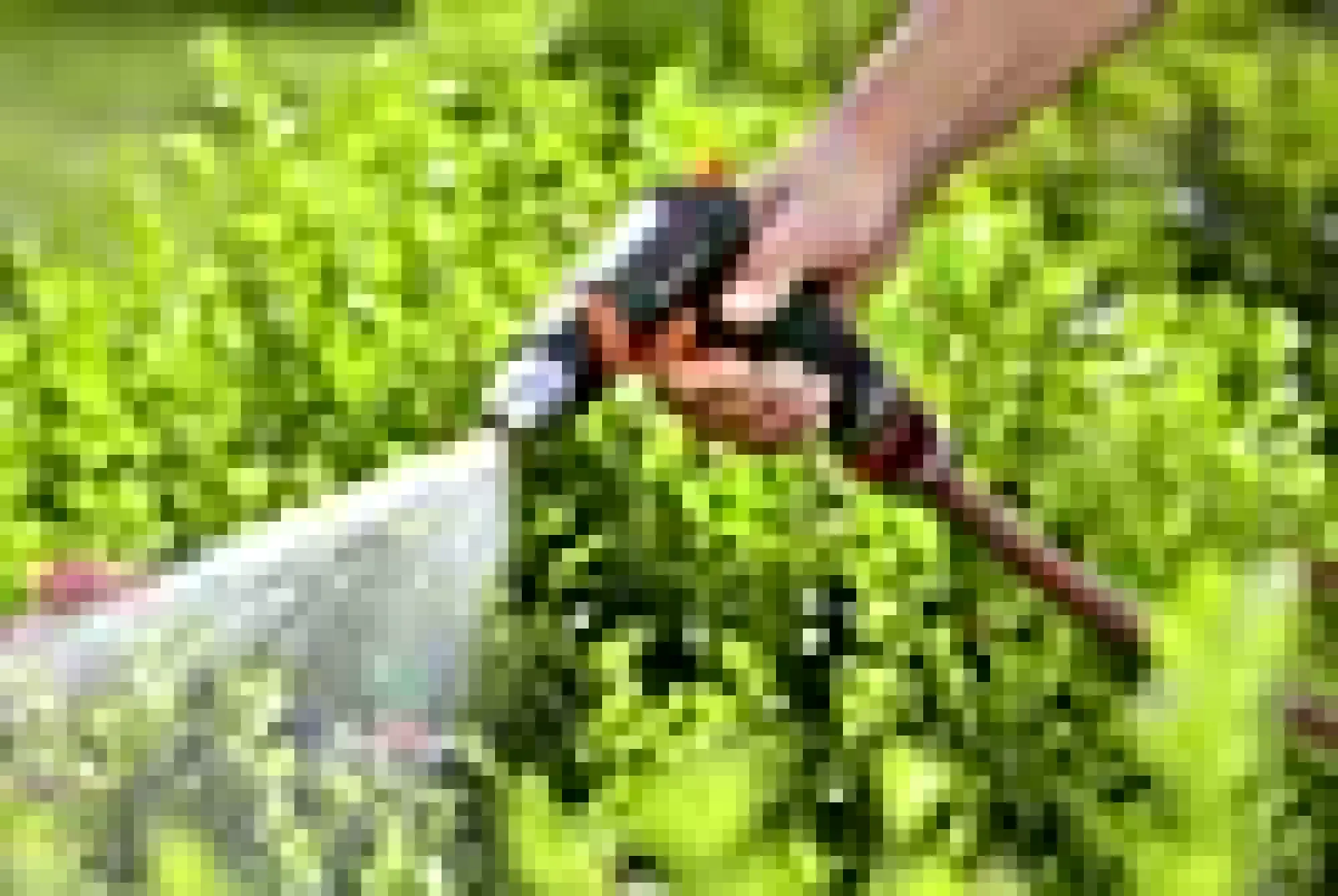 STRÅLEPISTOL,PREMIUM-Gardena Online