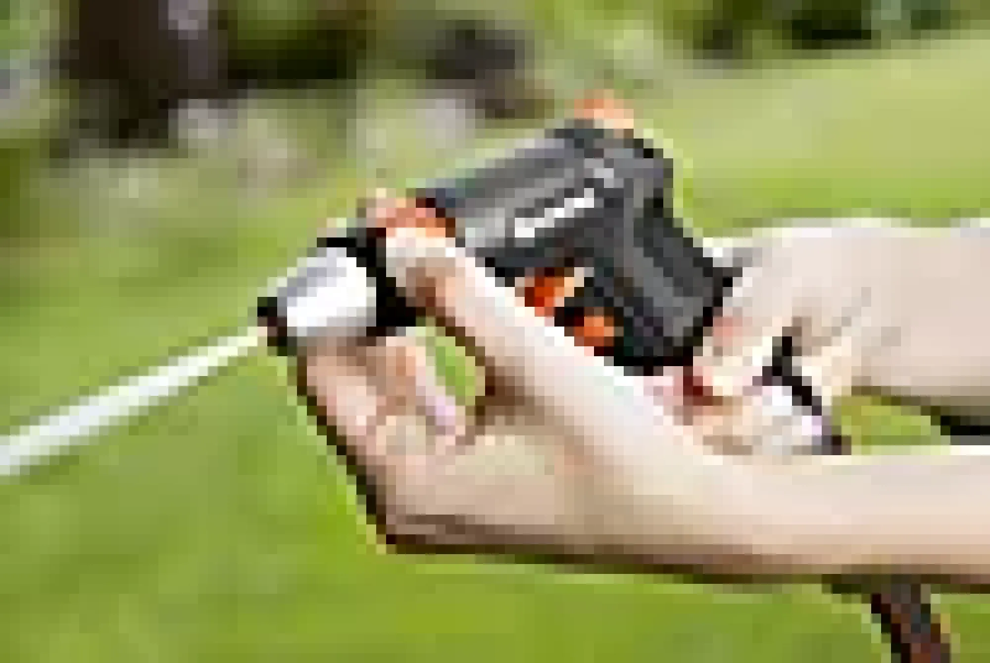 STRÅLEPISTOL,PREMIUM-Gardena Online