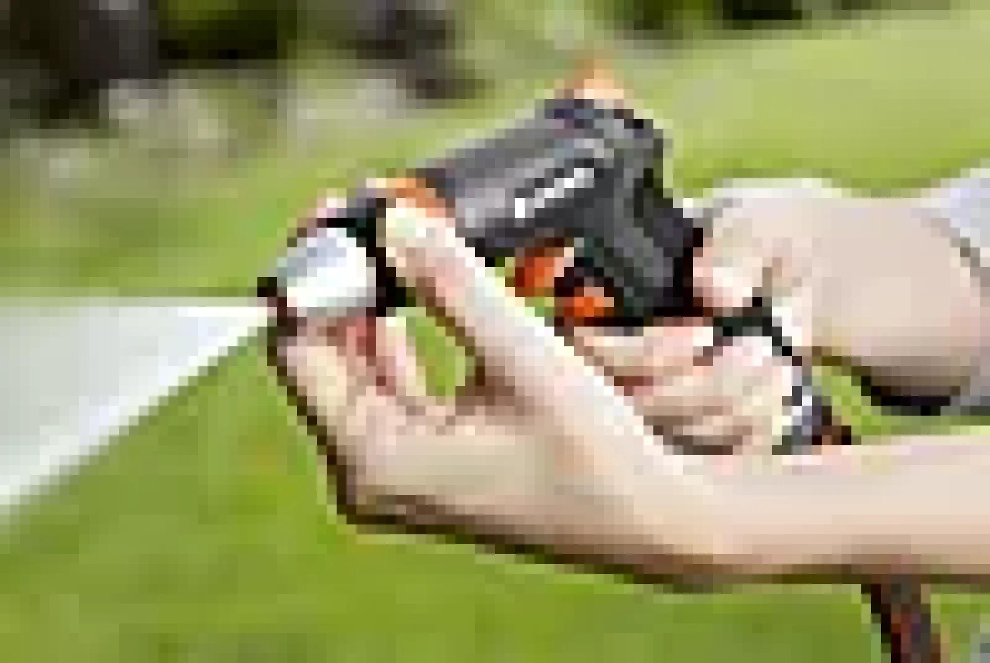 STRÅLEPISTOL,PREMIUM-Gardena Online