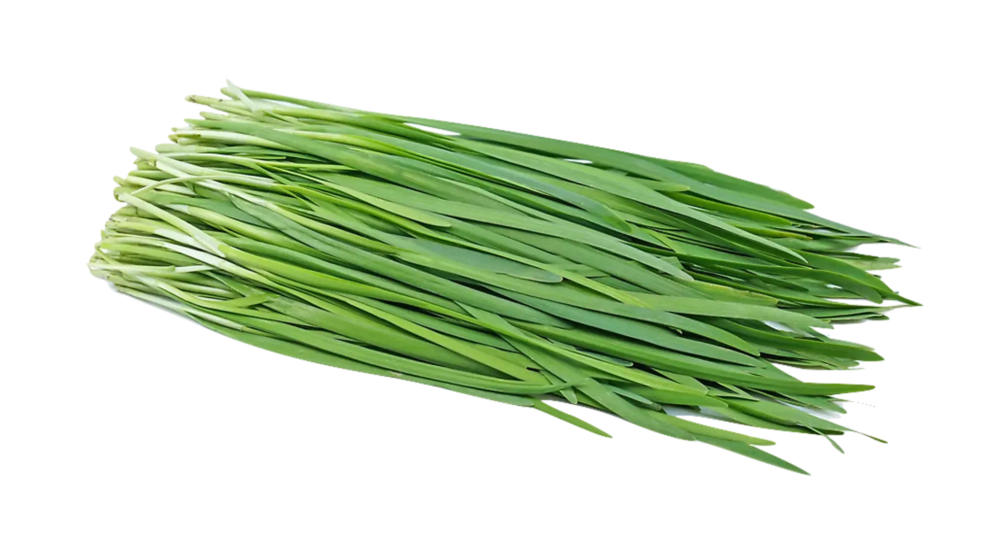 Gressløk frø-Auk