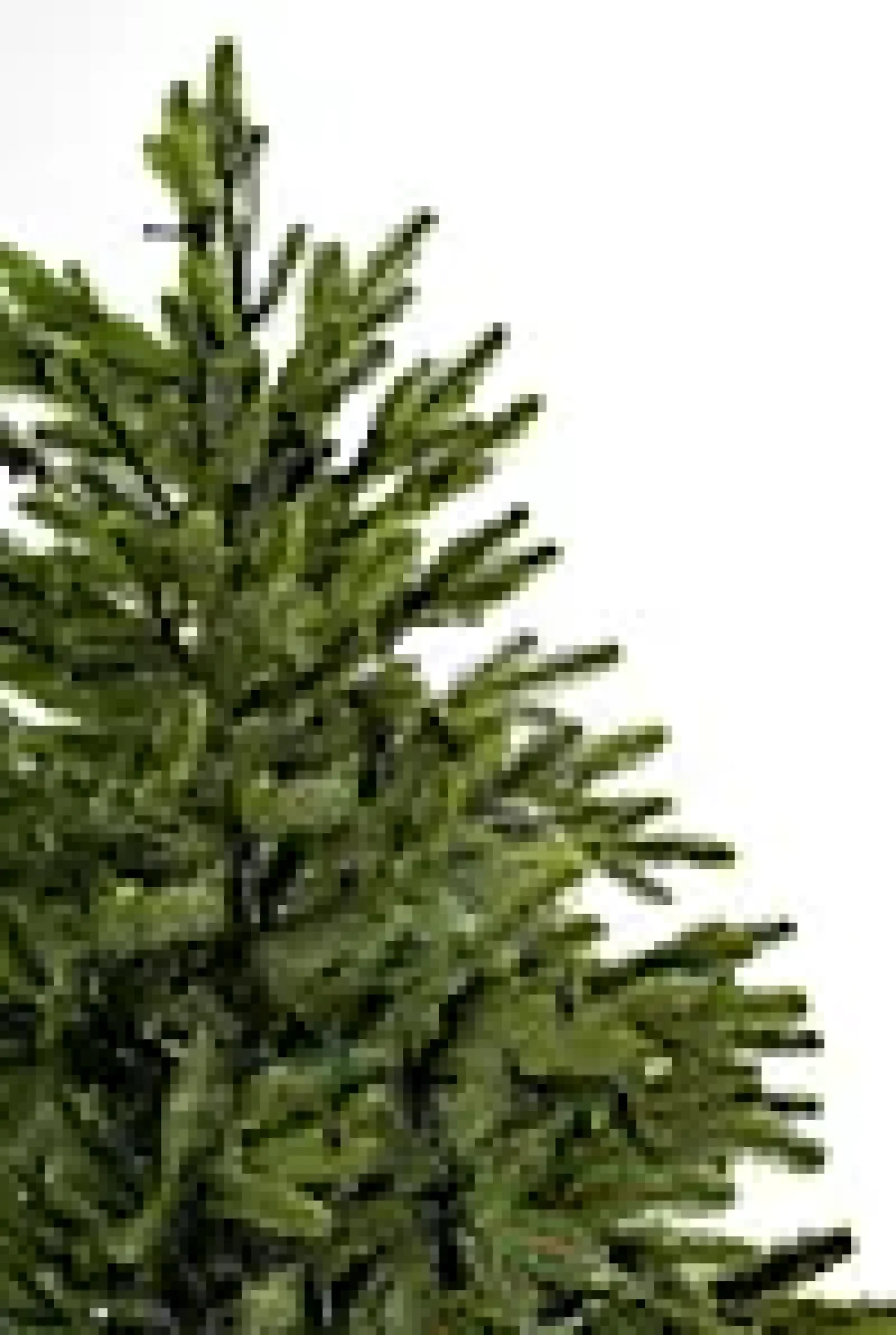 Juletre Hege 650ledlys 210cm- Discount