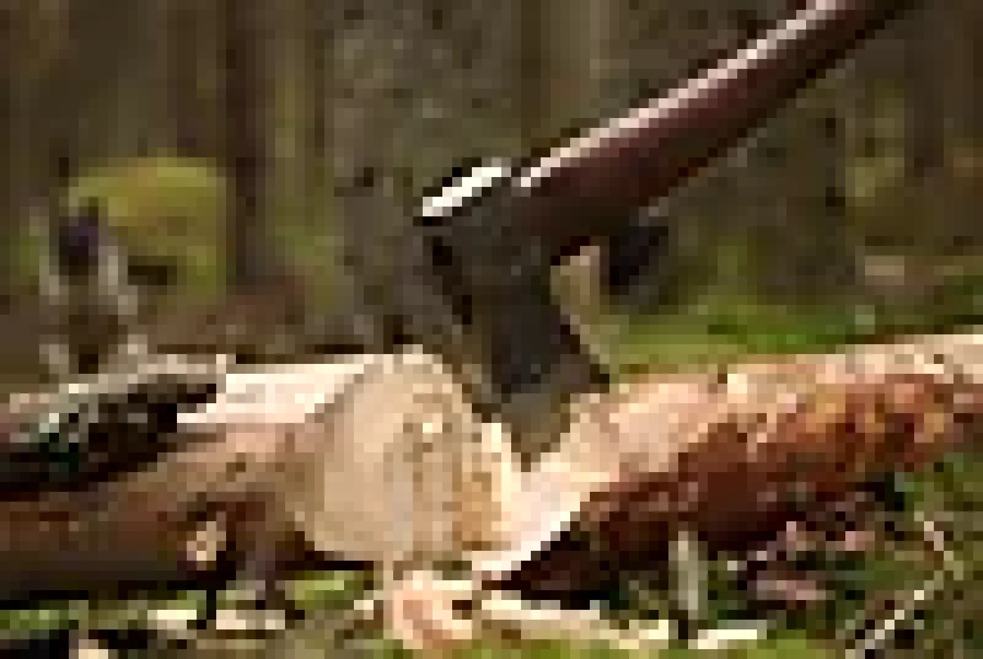 Kløyveøks 1,4kg 26"-Øyo