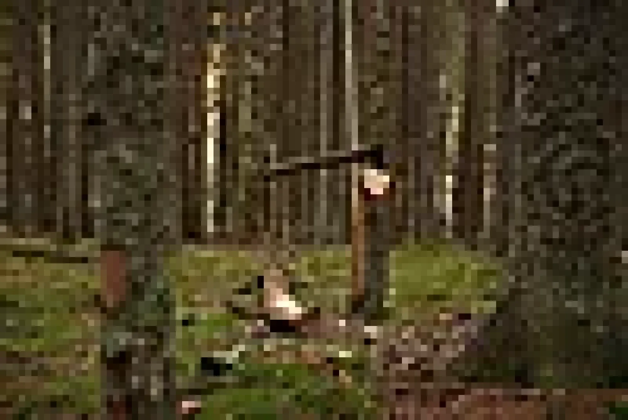 Kløyveøks 1,4kg 26"-Øyo