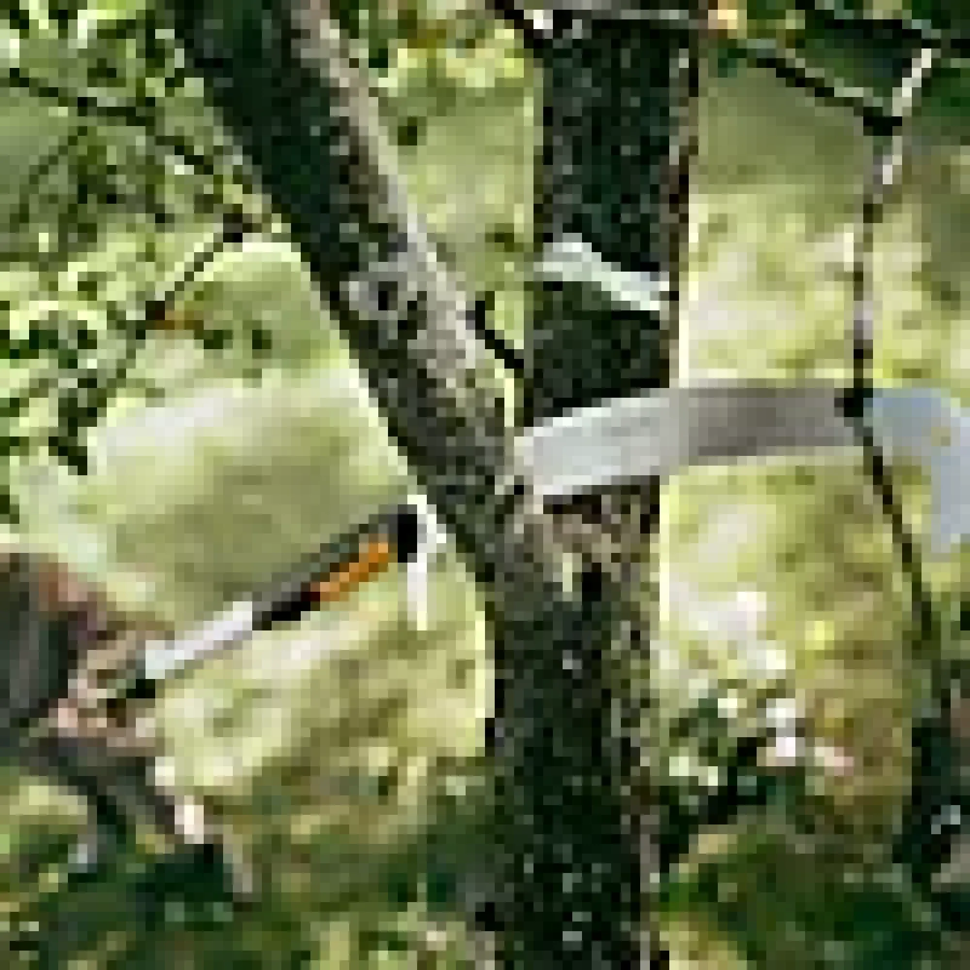 Oneclick grensag buet-Fiskars Best
