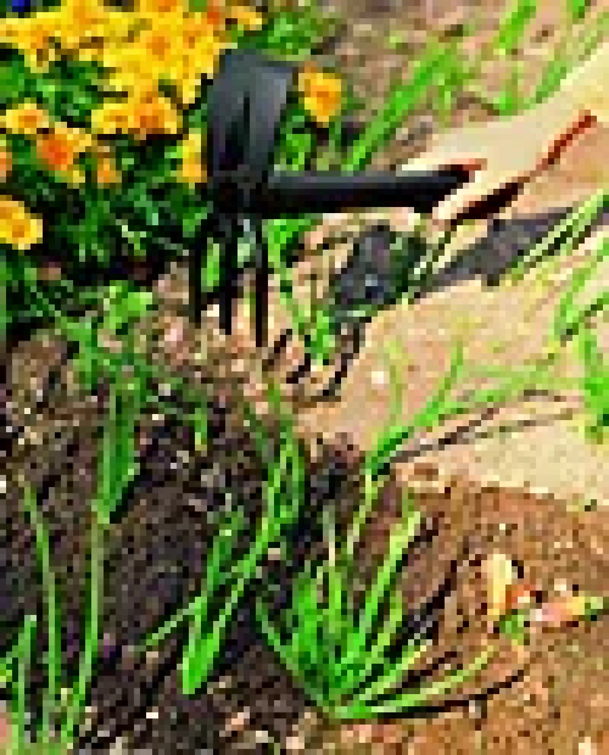 Plantehakke-Fiskars New