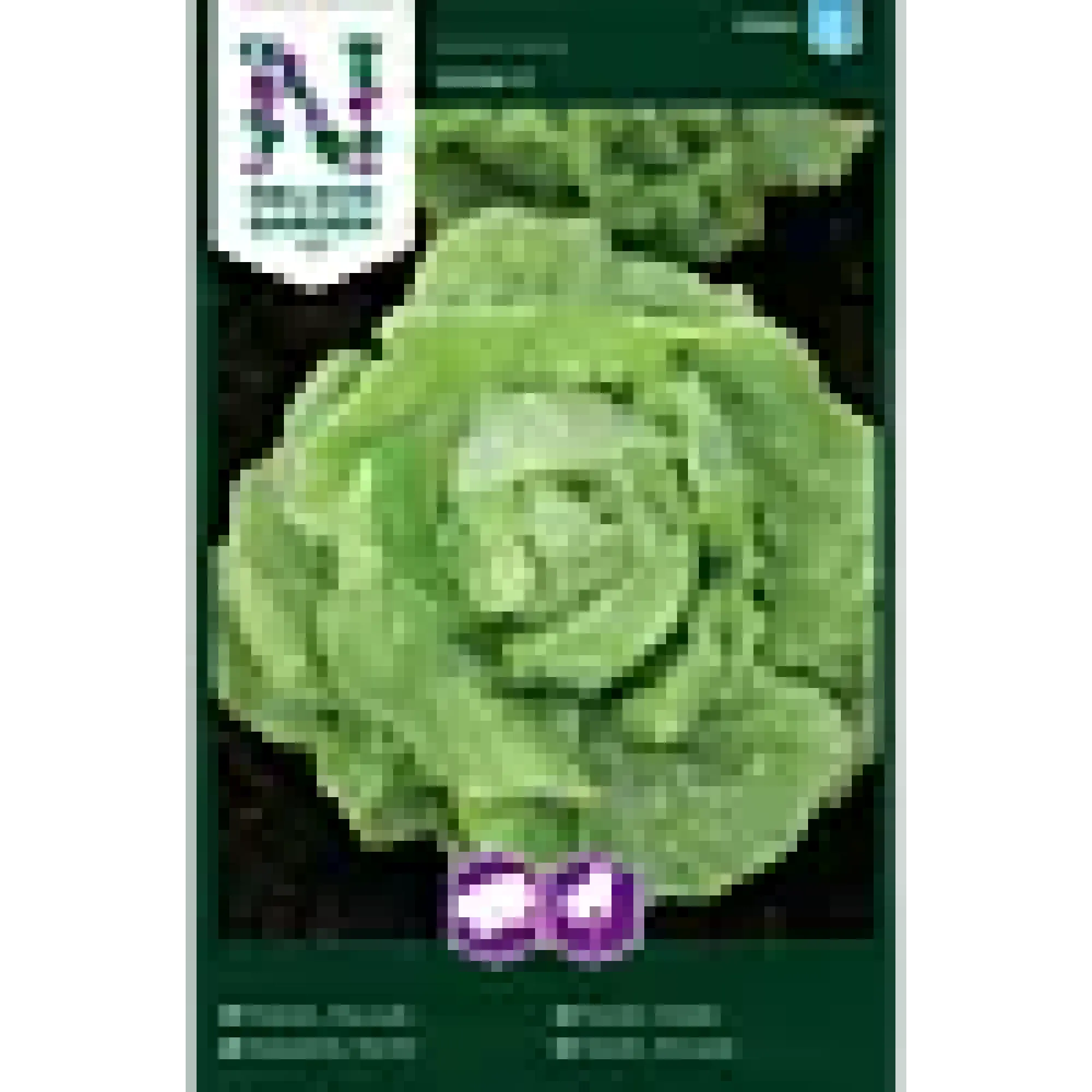 Porsjonsfrø salat hode- hilde-Nelson garden Best