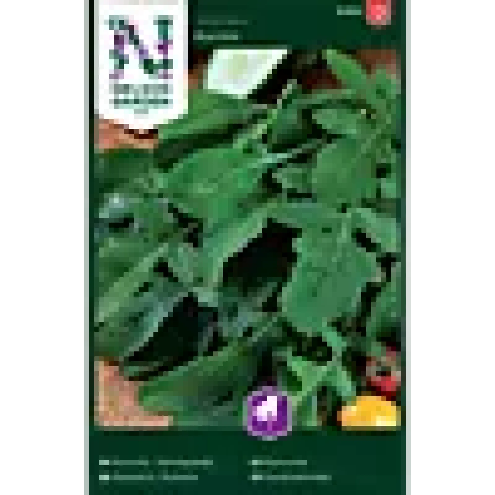 Porsjonsfrø salatsennep rucola-Nelson garden Hot