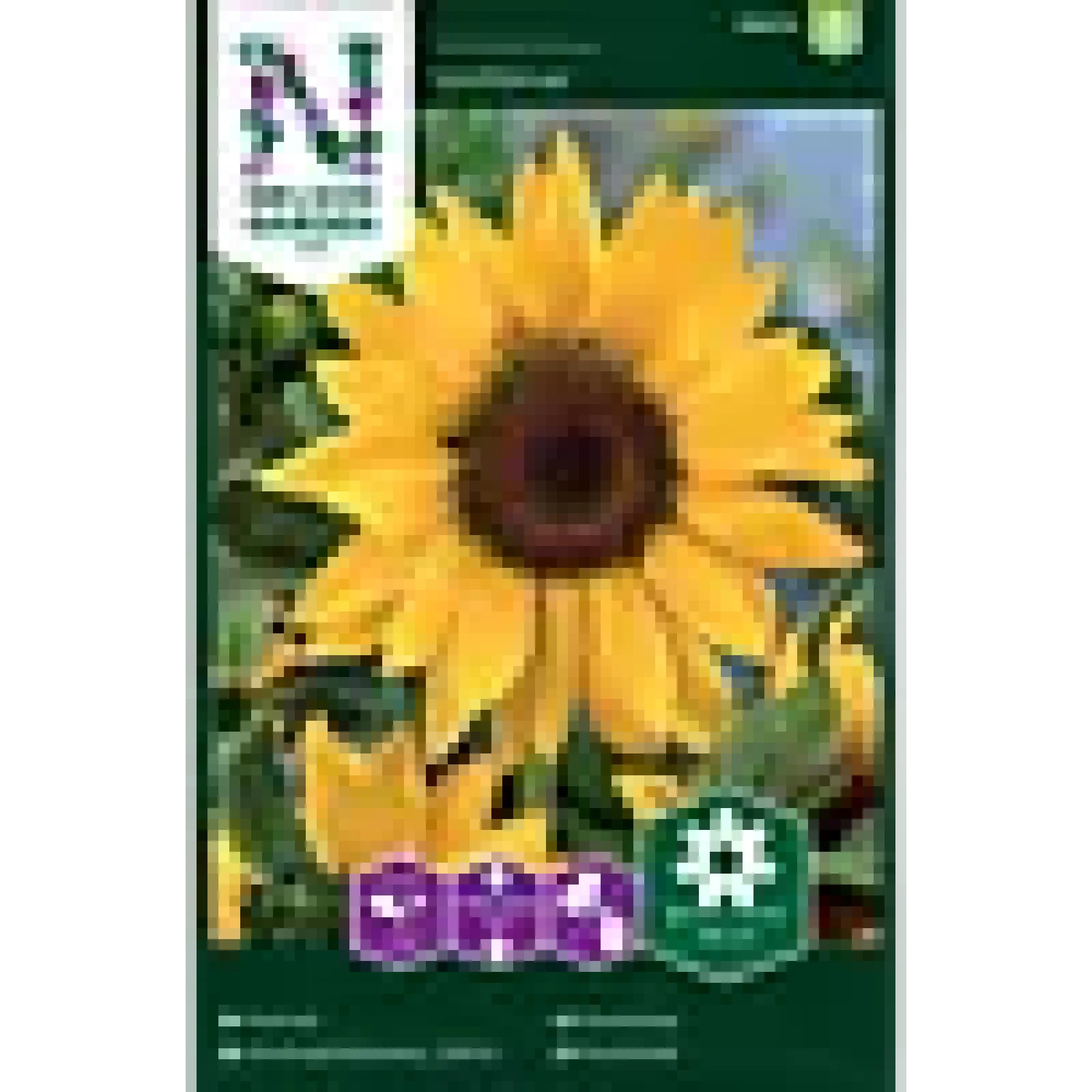 Porsjonsfrø solsikke kjempe- g-Nelson garden Discount
