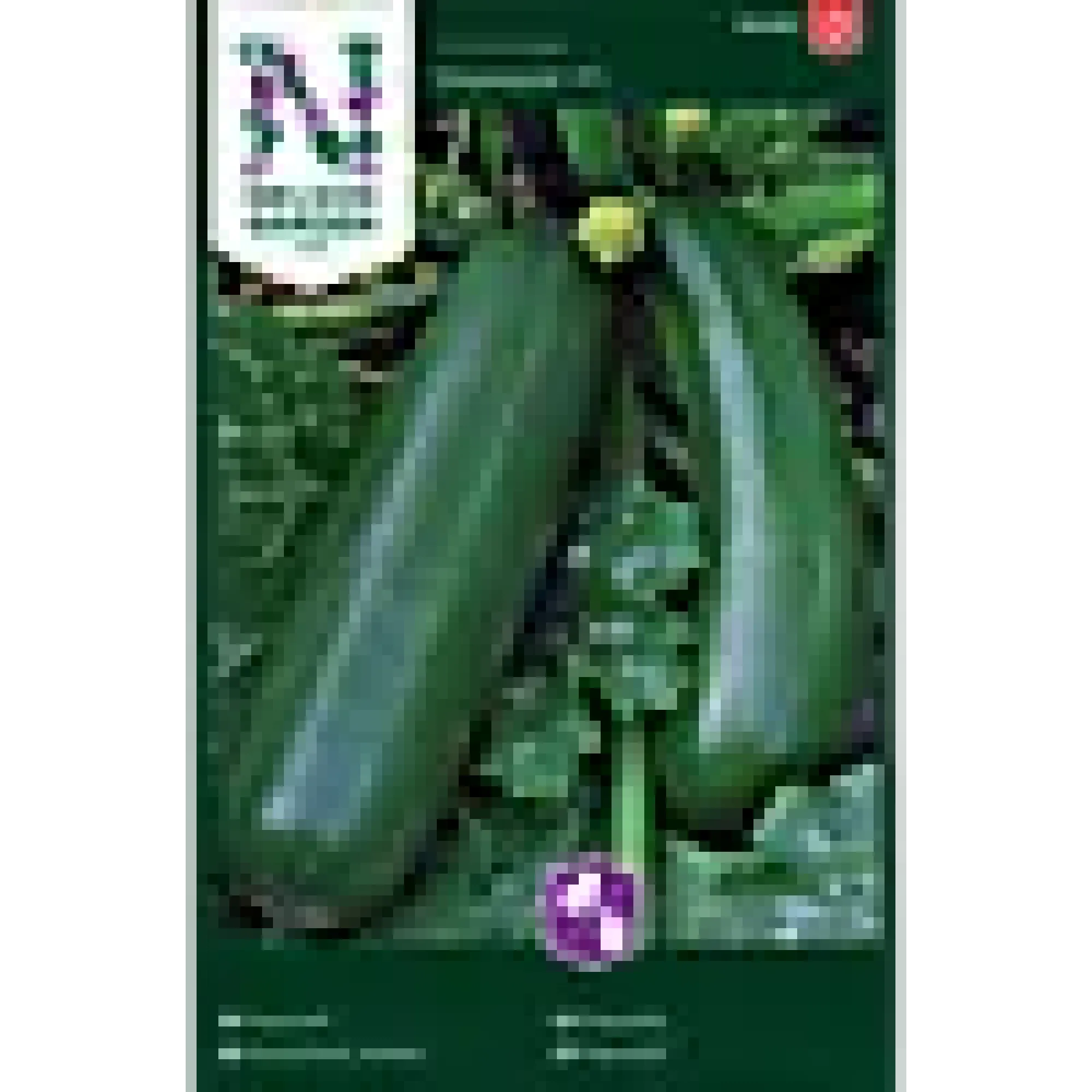 Porsjonsfrø squash diamant f1-Nelson garden Clearance
