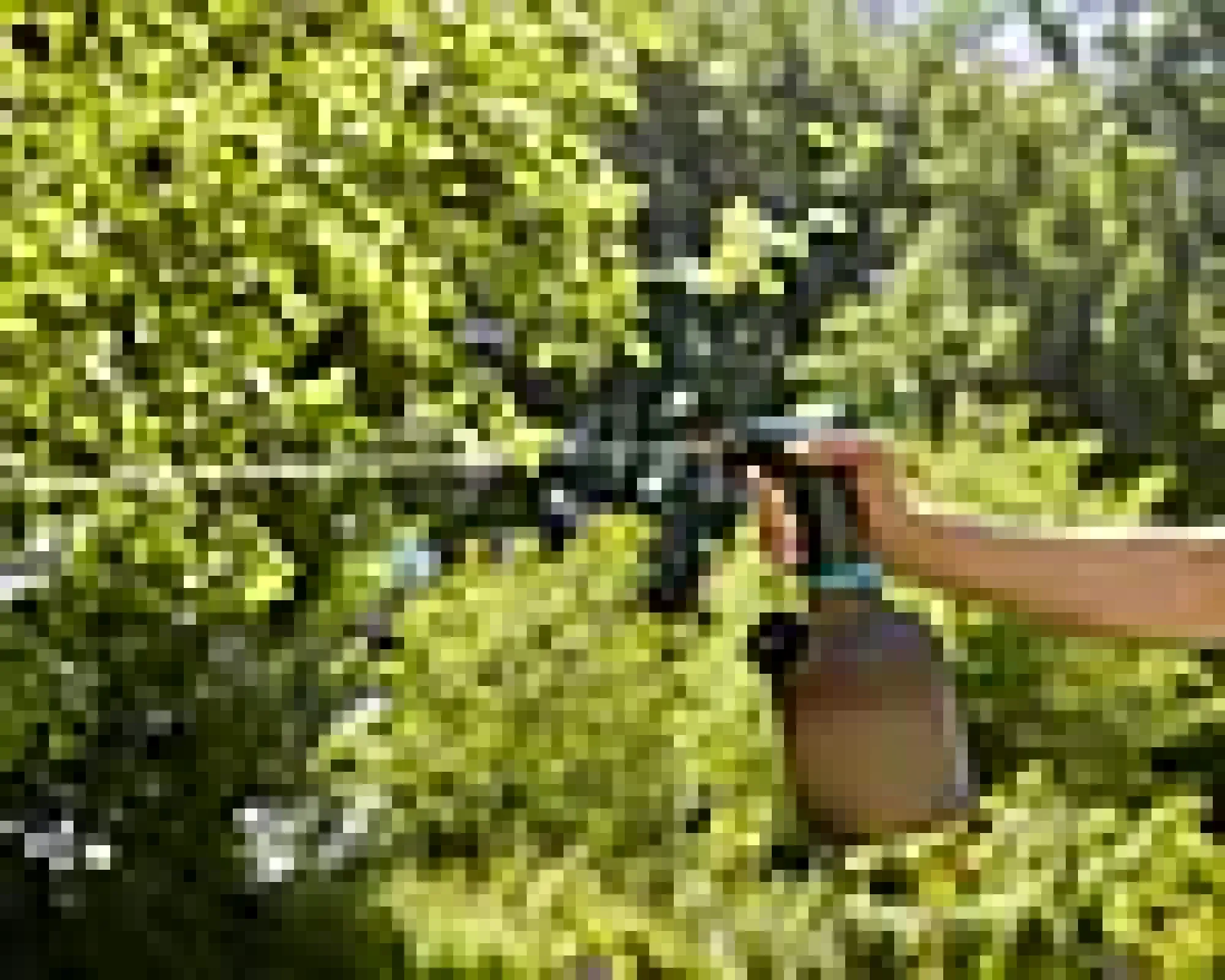 PUMPESPRØYTE 1 L-Gardena Online