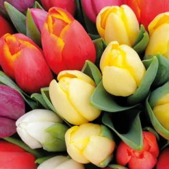 Servietter 33x33cm Colourful Tulips-Daybyday Online