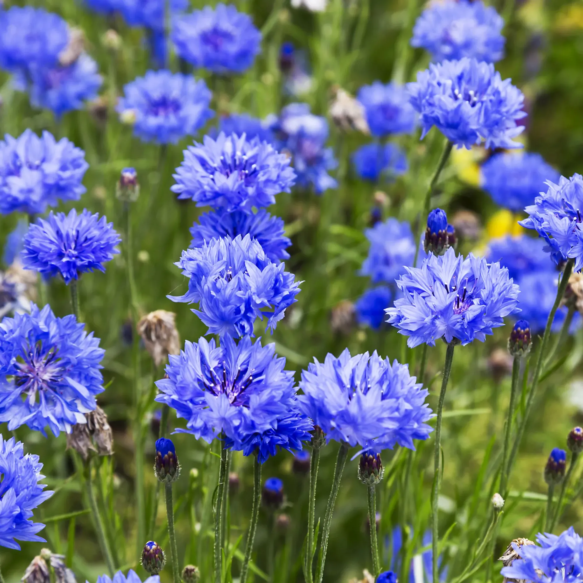 Servietter 33x33cm Cornflowers-Daybyday Outlet