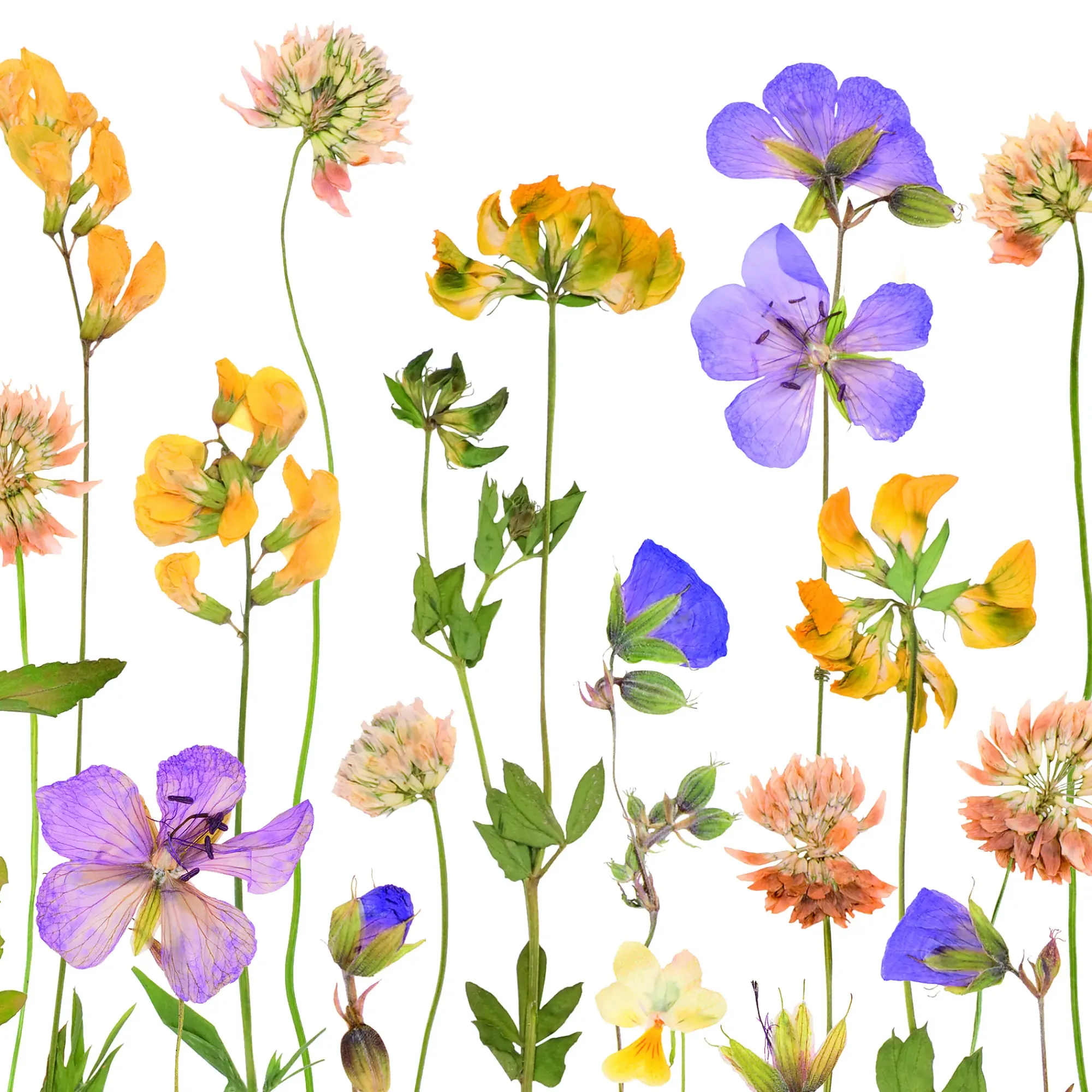 Servietter 33x33cm Pressed Flowers-Daybyday Discount