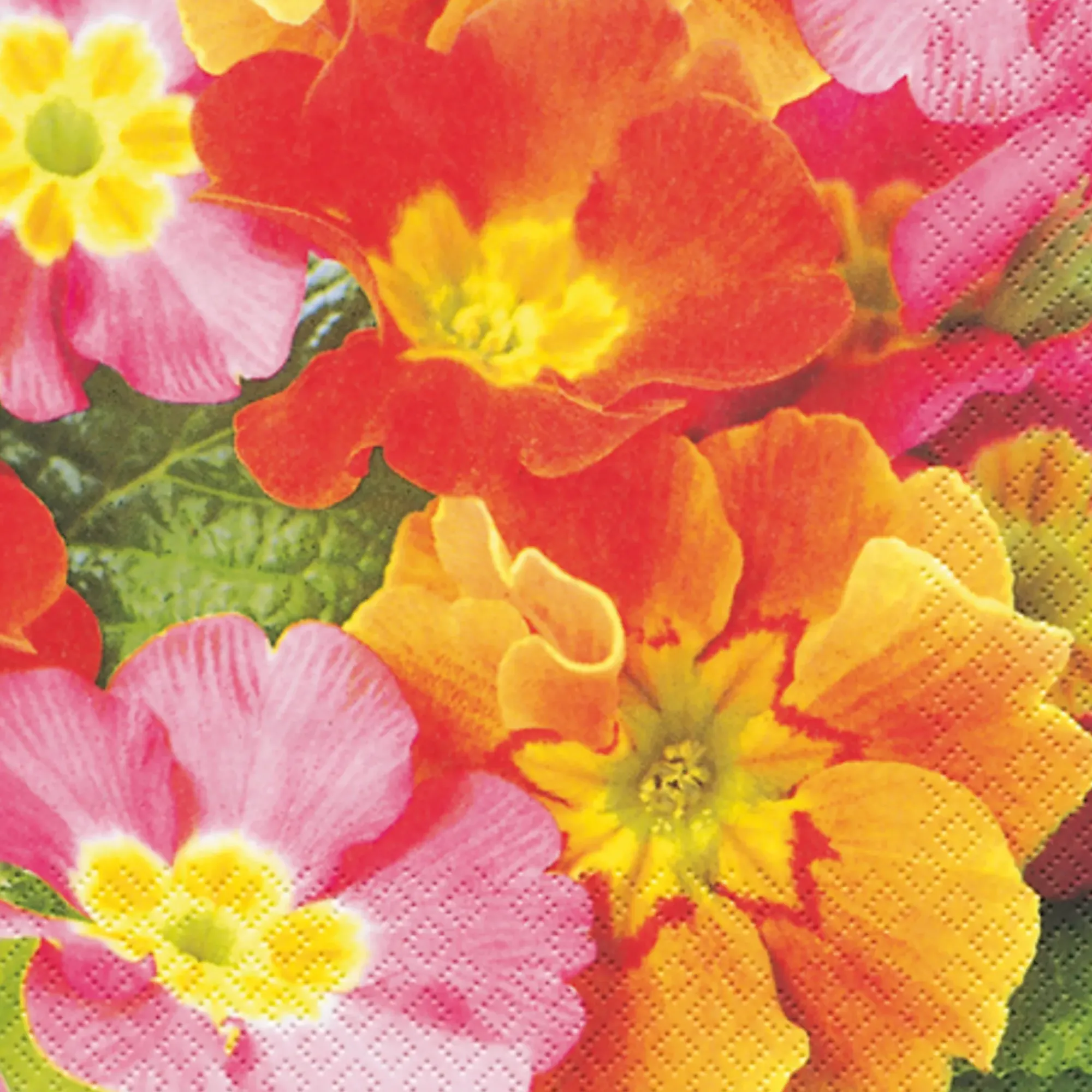 Servietter 33x33cm Primula-Daybyday