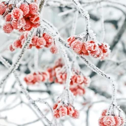 Servietter 33x33cm Winter Berries- Sale
