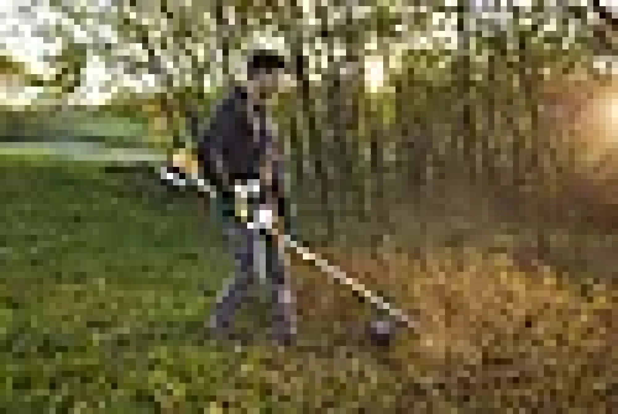 Trimmer / Ryddesag Bc 330 A 2-taktsmotor Skjærebredde 43Cm-Stiga Sale