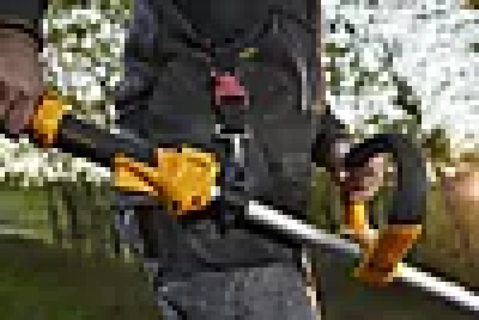 Trimmer / Ryddesag Bc 330 A 2-taktsmotor Skjærebredde 43Cm-Stiga Sale