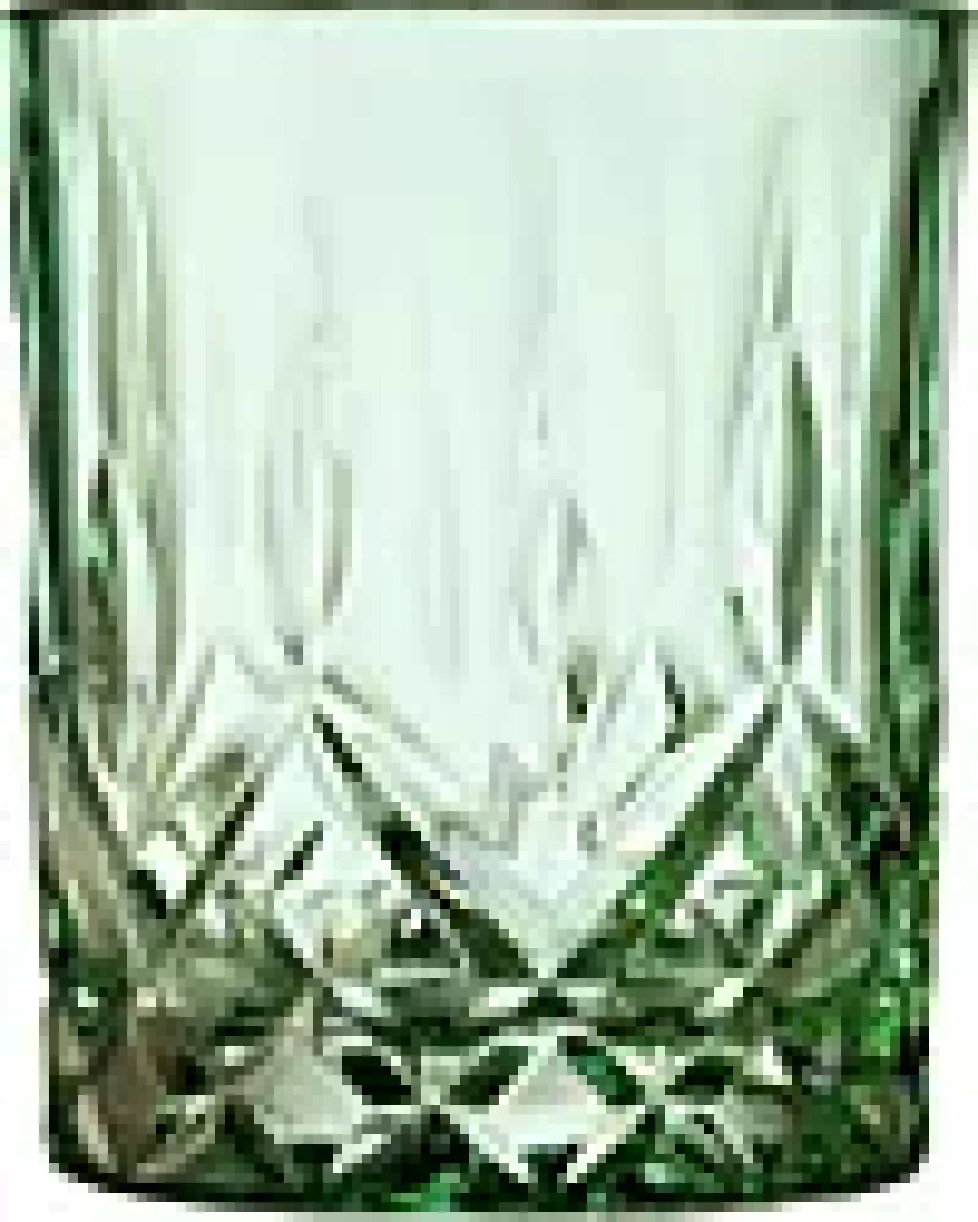 Whiskyglass Sorrento 32cl 4stk-Lyngby glas Best